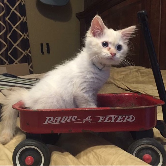 Meet your Posher, Angelina - Picture 2 of 6